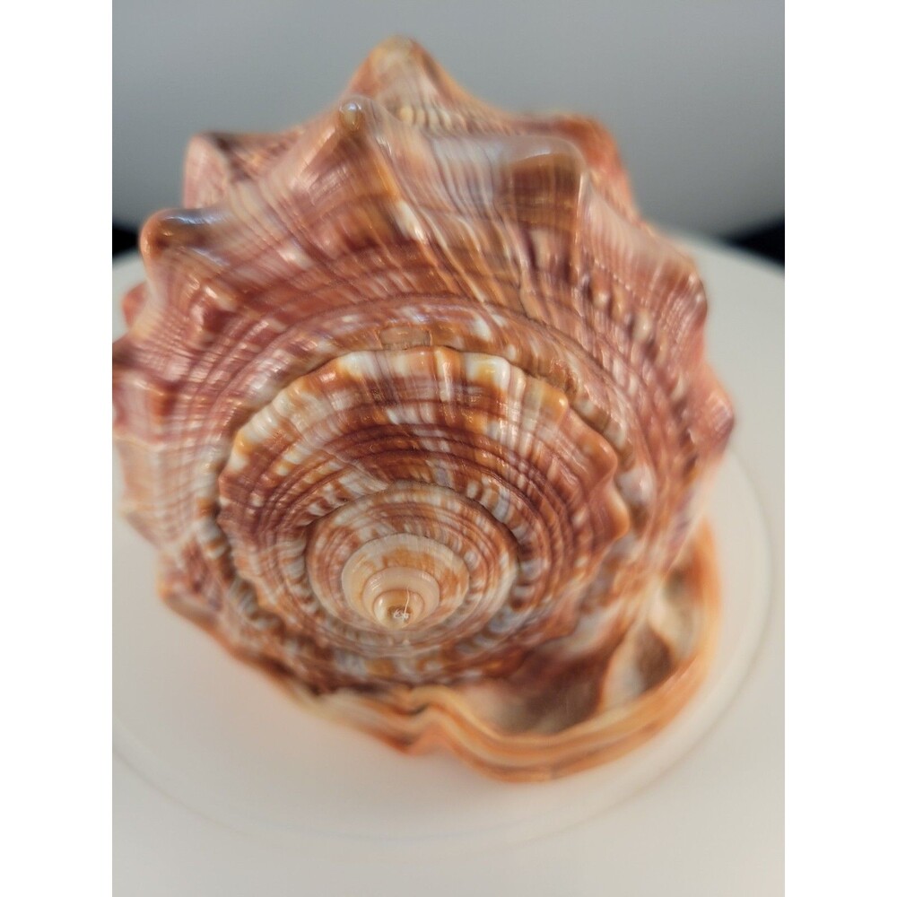 Italian Carved Woman's Cameo Conch Shell, Seashell, Long Hair - Picture 4 of 5